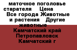маточное поголовье старателя  › Цена ­ 2 300 - Все города Животные и растения » Другие животные   . Камчатский край,Петропавловск-Камчатский г.